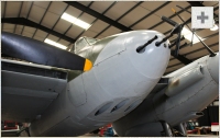 Mosquito front view photo